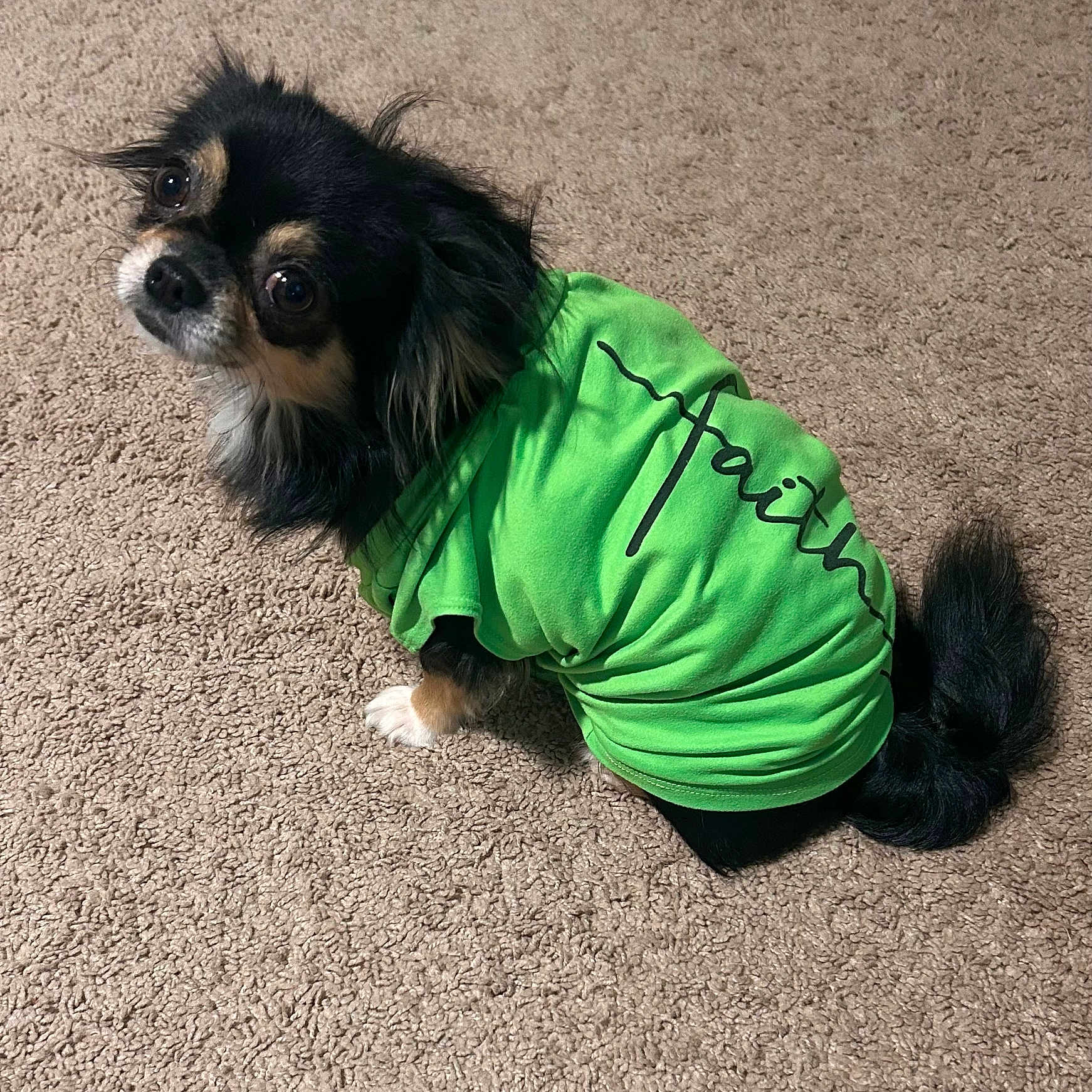 Rubert joined the competition — help win amazing prizes! adorable, animal, black_dog, canine, carpet, clothing, companion, cute, dog, domestic_animal, eyes, faith_text, fur, green_shirt, indoor, looking_up, pet, sitting, small_dog, tail