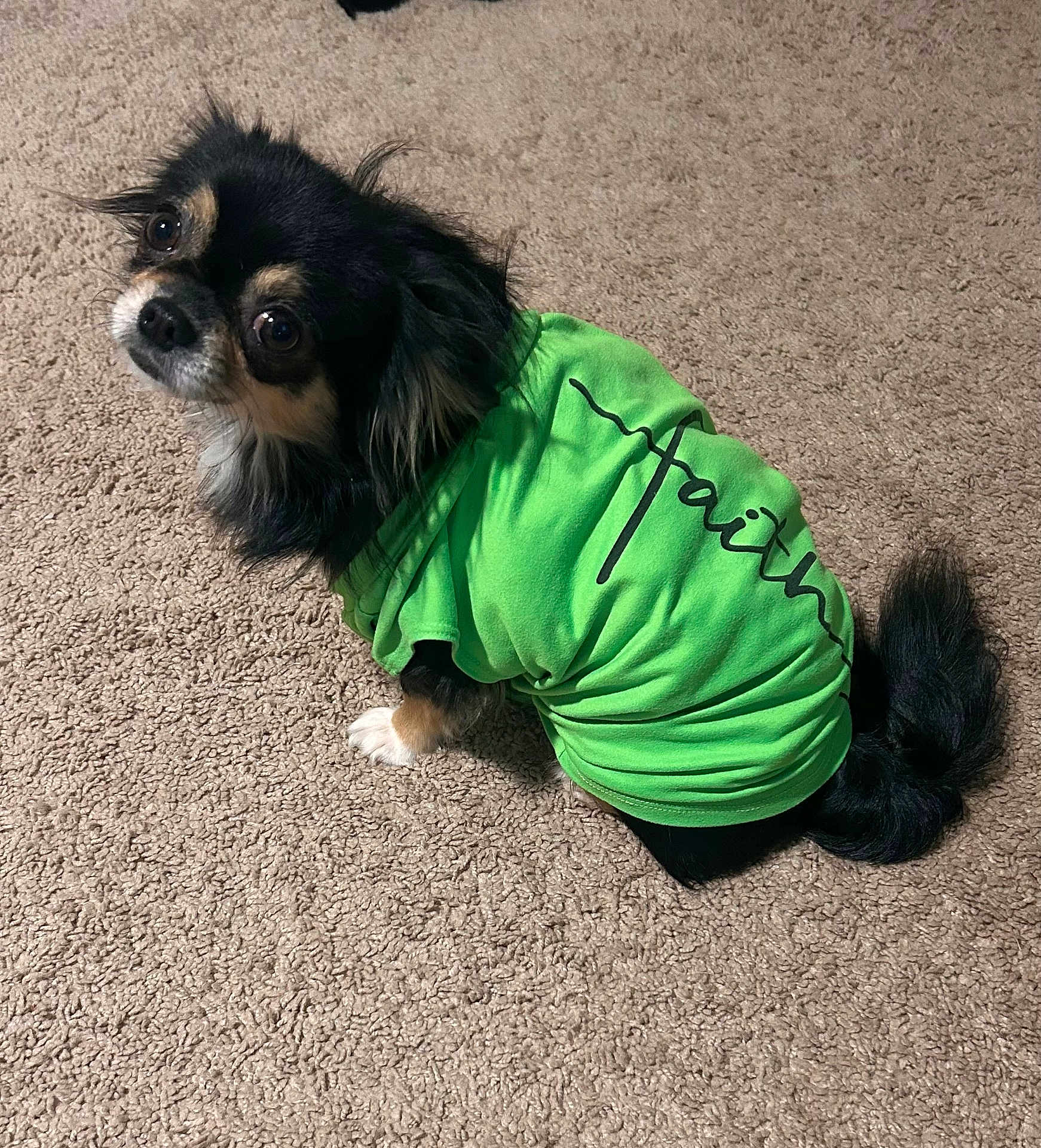 Rubert joined the competition — help win amazing prizes! adorable, animal, black_dog, canine, carpet, clothing, companion, cute, dog, domestic_animal, eyes, faith_text, fur, green_shirt, indoor, looking_up, pet, sitting, small_dog, tail