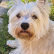 Tess participe au concours pour gagner de l'argent avec cette photo : animal, canine, close_up, cute, daylight, dog, ears, fluffy, friendly, fur, grass, laying_down, mammal, nature, nose, outdoor, pet, portrait, sunlight, white_dog