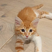 Alvyn participe au concours pour gagner de l'argent avec cette photo : kitten, cat, orange_cat, white_paws, wooden_floor, pet, animal, cute, fur, whiskers, ears, eyes, paw, indoor, lying_down, young_cat, curious, domestic_cat, small, adorable
