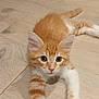 kitten, cat, orange_cat, white_paws, wooden_floor, pet, animal, cute, fur, whiskers, ears, eyes, paw, indoor, lying_down, young_cat, curious, domestic_cat, small, adorable
