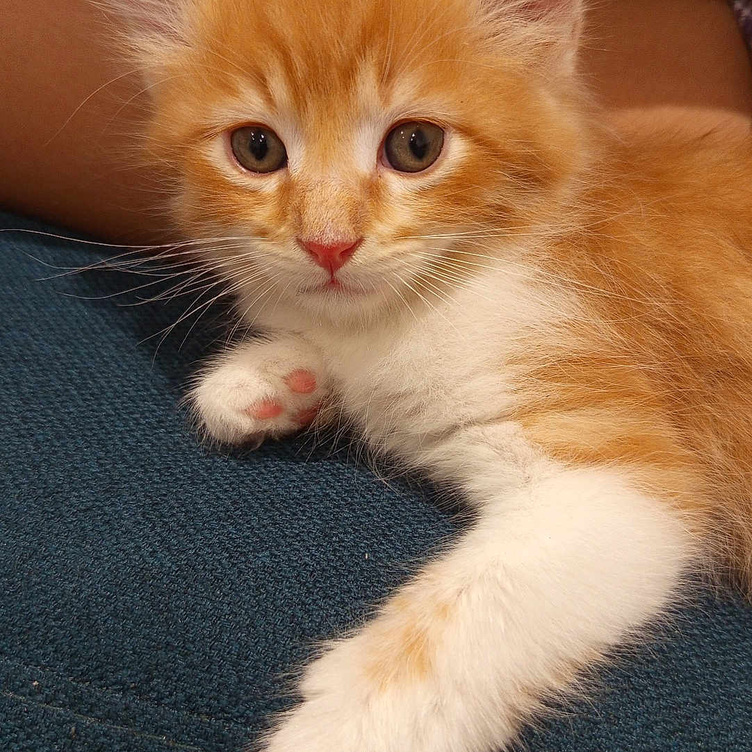 Alvyn a rejoint le concours — aidez-le/la à gagner de superbes lots ! animal, blue_fabric, cat, closeup, cute, ears, eyes, fur, indoor, kitten, orange_cat, paw, pet, pink_paw_pads, portrait, resting, texture, whiskers, white_fur, young_cat