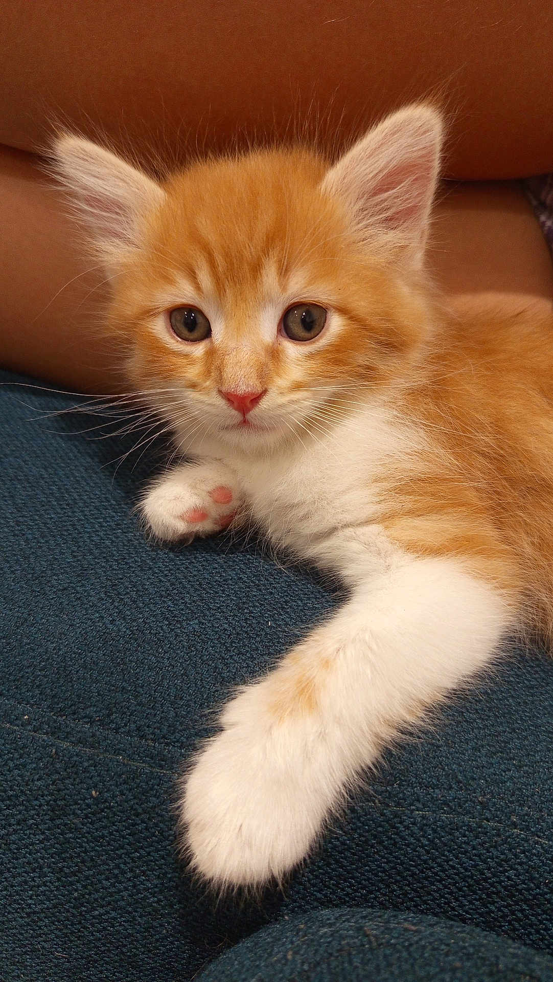 Alvyn a rejoint le concours — aidez-le/la à gagner de superbes lots ! kitten, cat, orange_cat, white_fur, paw, pink_paw_pads, ears, fur, cute, pet, animal, closeup, portrait, resting, indoor, texture, blue_fabric, whiskers, eyes, young_cat