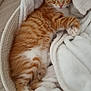 Alvyn a rejoint le concours — aidez-le/la à gagner de superbes lots ! kitten, cat, orange_tabby, pet, animal, feline, cute, sleeping, resting, basket, blanket, soft, cozy, indoor, fur, paw, tail, young, whiskers, ears