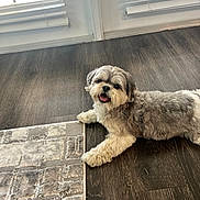 Pinter joined the competition — help win amazing prizes! carpet_edge, cute, dog, domestic_animal, fluffy, fur, hardwood_floor, indoor, living_room, looking_at_camera, lying_down, natural_light, paw, pet, rug, small_dog, smile, tongue_out, white_and_gray, window_blinds
