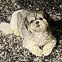 Pinter joined the competition — help win amazing prizes! brown_and_white, carpet, companion, cute, dog, eyes, fluffy, fur, home, indoor, laying_down, looking_at_camera, nose, paws, pet, portrait, relaxed, shih_tzu, small_dog, whiskers