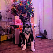 Nero is registered to the contest to win money with this photo: dog, christmas_tree, holiday, indoor, festive, bandana, wooden_floor, decoration, tree_lights, furniture, curtains, gift_box, pet, flooring, cozy, home, celebration, sitting, cute, animal