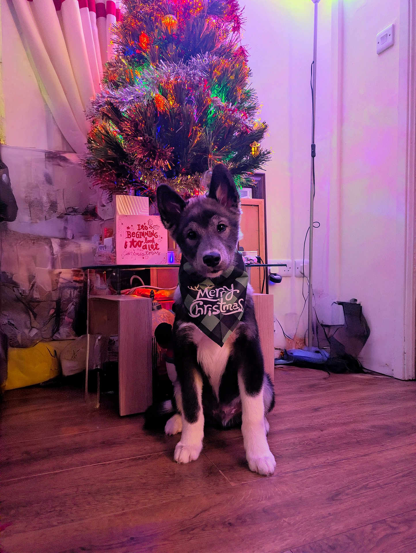 Nero is registered to the contest to win money with this photo: dog, christmas_tree, holiday, indoor, festive, bandana, wooden_floor, decoration, tree_lights, furniture, curtains, gift_box, pet, flooring, cozy, home, celebration, sitting, cute, animal
