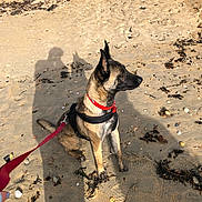 Araya participe au concours pour gagner de l'argent avec cette photo : animal, beach, black, brown, canine, collar, daytime, dog, harness, leash, nature, outdoor, pet, red, sand, shadow, side_view, sitting, sunlight, walking