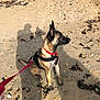 animal, beach, black, brown, canine, collar, daytime, dog, harness, leash, nature, outdoor, pet, red, sand, shadow, side_view, sitting, sunlight, walking