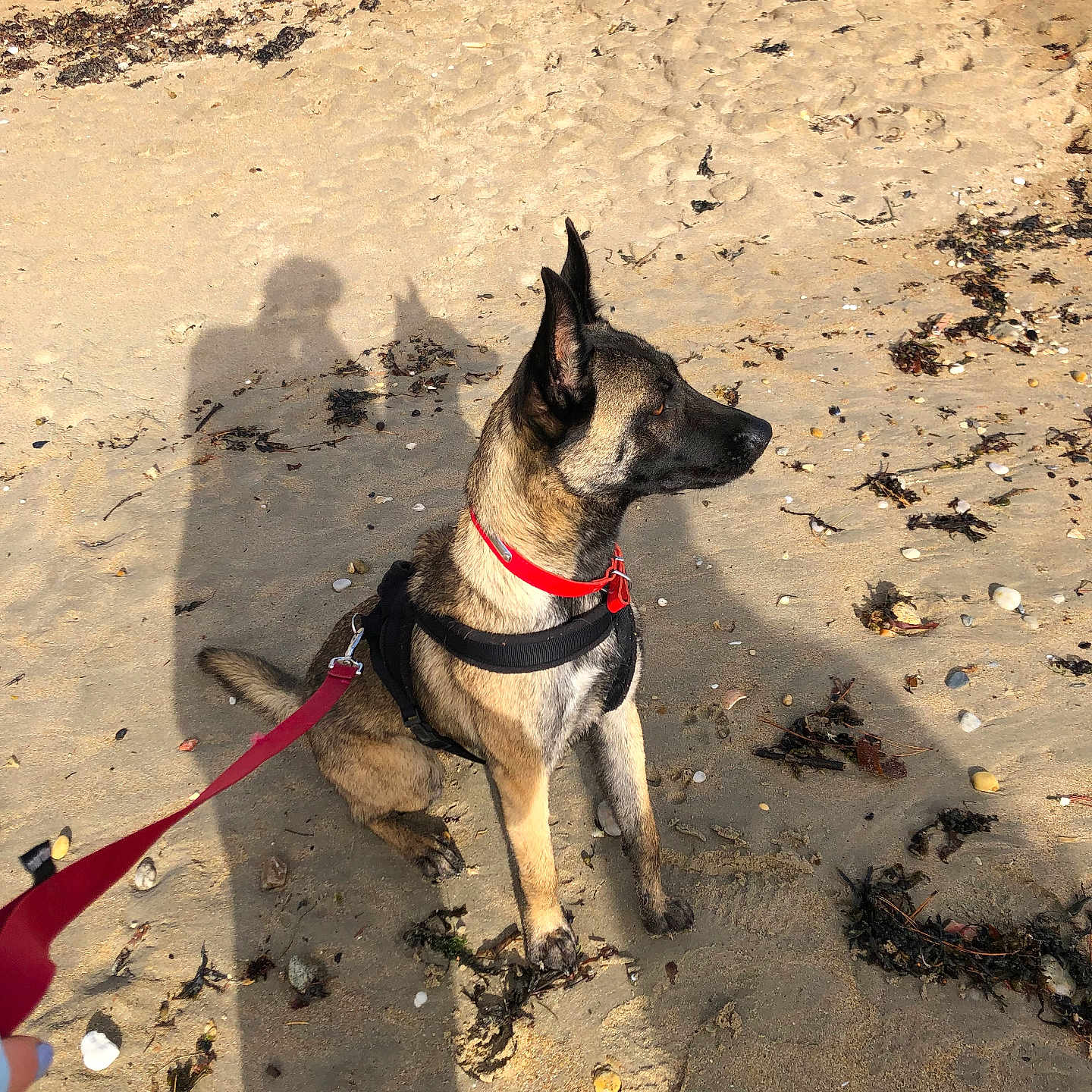 Araya participe au concours pour gagner de l'argent avec cette photo : animal, beach, black, brown, canine, collar, daytime, dog, harness, leash, nature, outdoor, pet, red, sand, shadow, side_view, sitting, sunlight, walking