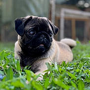 Olly a rejoint le concours — aidez-le/la à gagner de superbes lots ! dog, pug, grass, outdoor, pet, animal, canine, laying_down, nature, greenery, portrait, cute, fur, small_dog, wrinkled_face, eyes, background_blur, sunlight, garden, yard