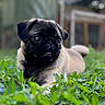 dog, pug, grass, outdoor, pet, animal, canine, laying_down, nature, greenery, portrait, cute, fur, small_dog, wrinkled_face, eyes, background_blur, sunlight, garden, yard