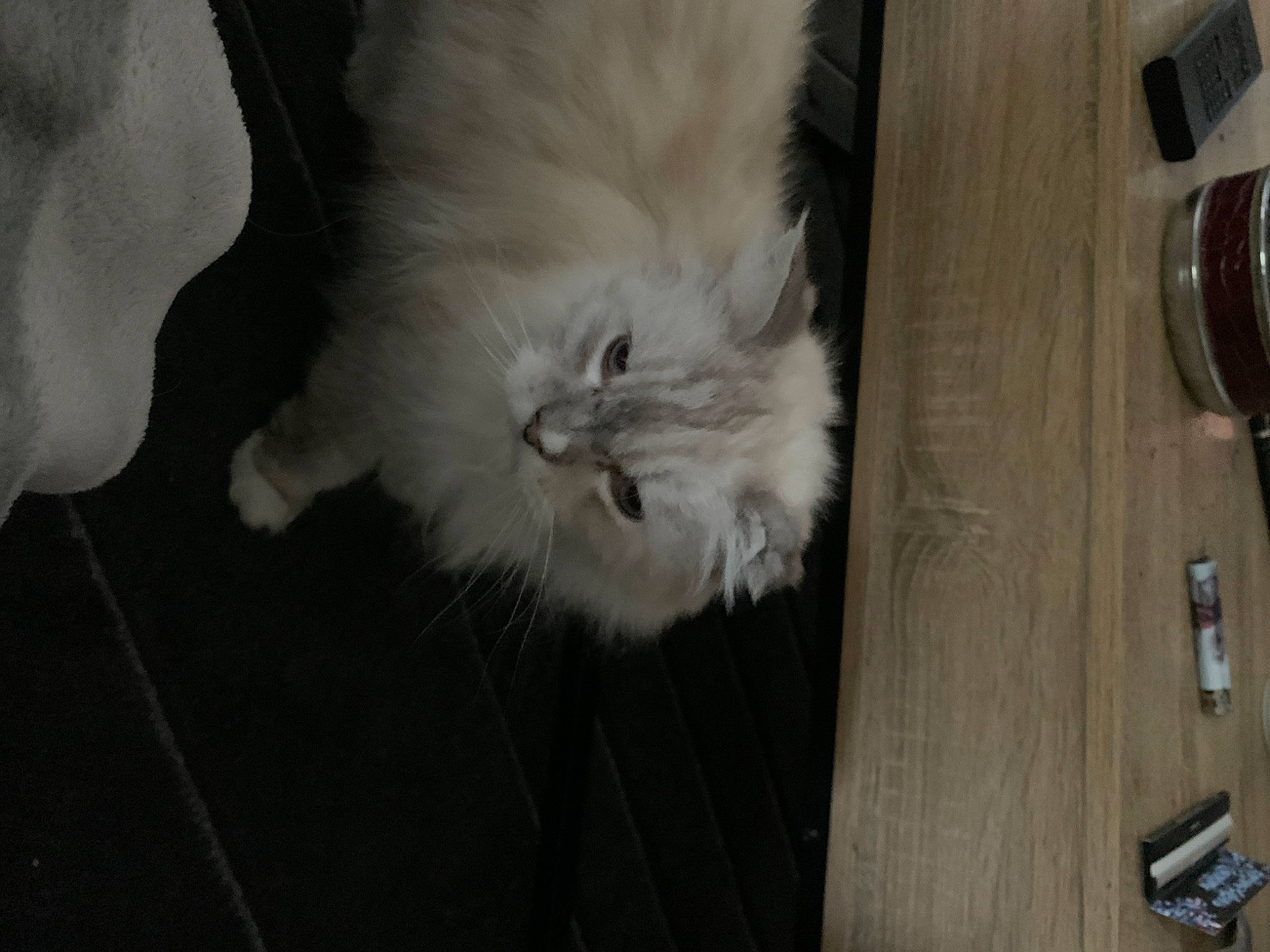 Pépère a rejoint le concours — aidez-le/la à gagner de superbes lots ! british_longhair, carnivore, cat, claw, comfort, fawn, felidae, flooring, fur, hardwood, kitchen_utensil, paw, persian, room, small_to_medium_sized_cats, tail, varnish, whiskers, wood, wood_stain