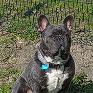 Vox participe au concours pour gagner de l'argent avec cette photo : animal, collar, cute, daylight, dog, ears, face, fence, french_bulldog, fur, grass, ground, muzzle, nature, outdoor, pet, portrait, sitting, sunlight, tag
