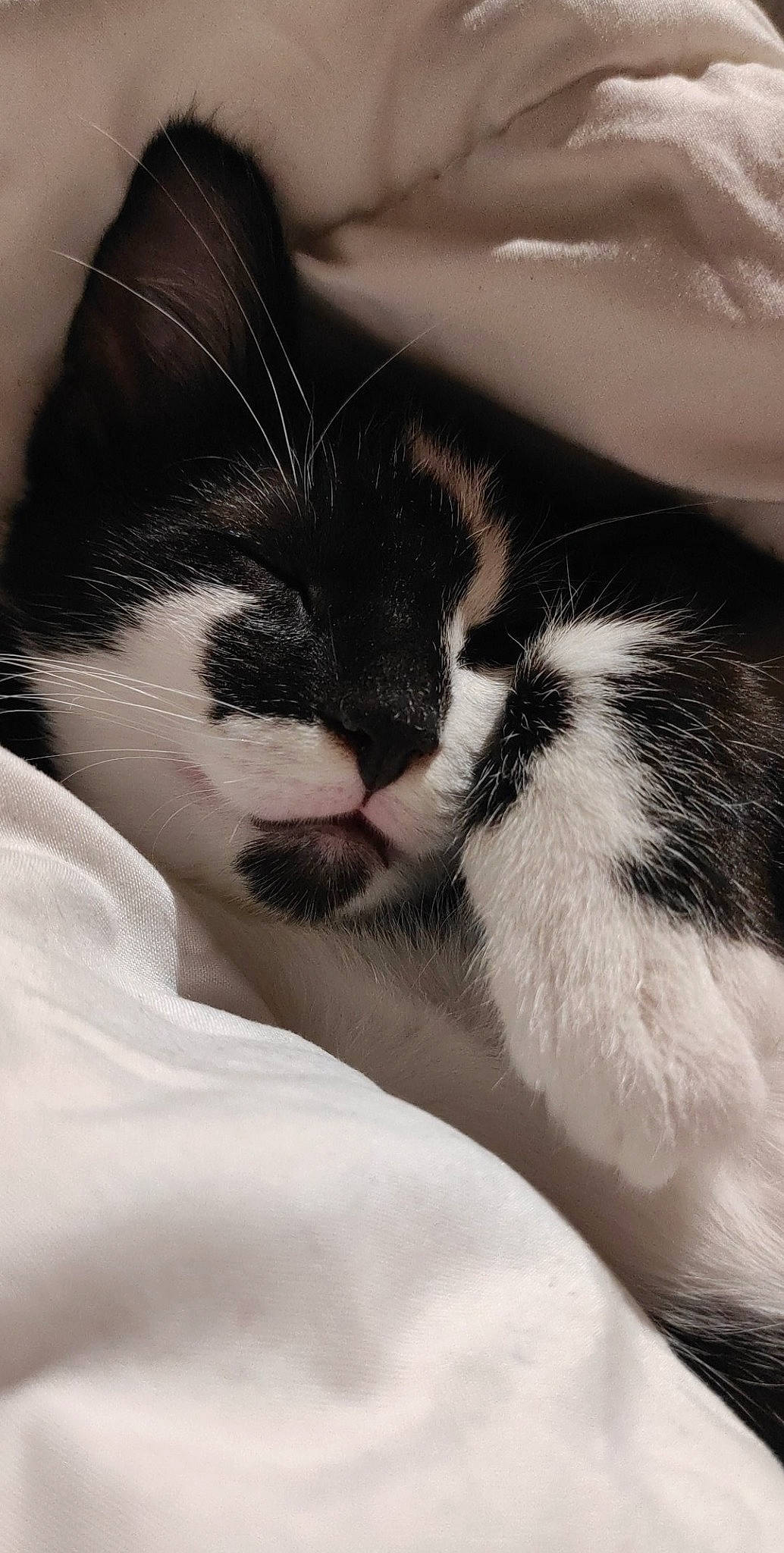 Scar participe au concours pour gagner de l'argent avec cette photo : black_and_white, carnivore, cat, felidae, fur, kitten, nap, nose, sleep, small_to_medium_sized_cats, snout, whiskers