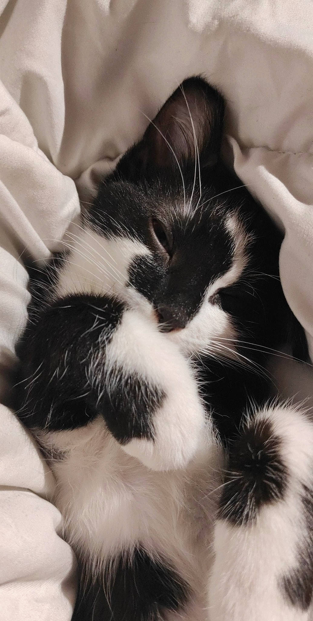 Scar participe au concours pour gagner de l'argent avec cette photo : black_and_white, carnivore, cat, felidae, fur, kitten, norwegian_forest_cat, paw, polydactyl_cat, small_to_medium_sized_cats, snout, whiskers