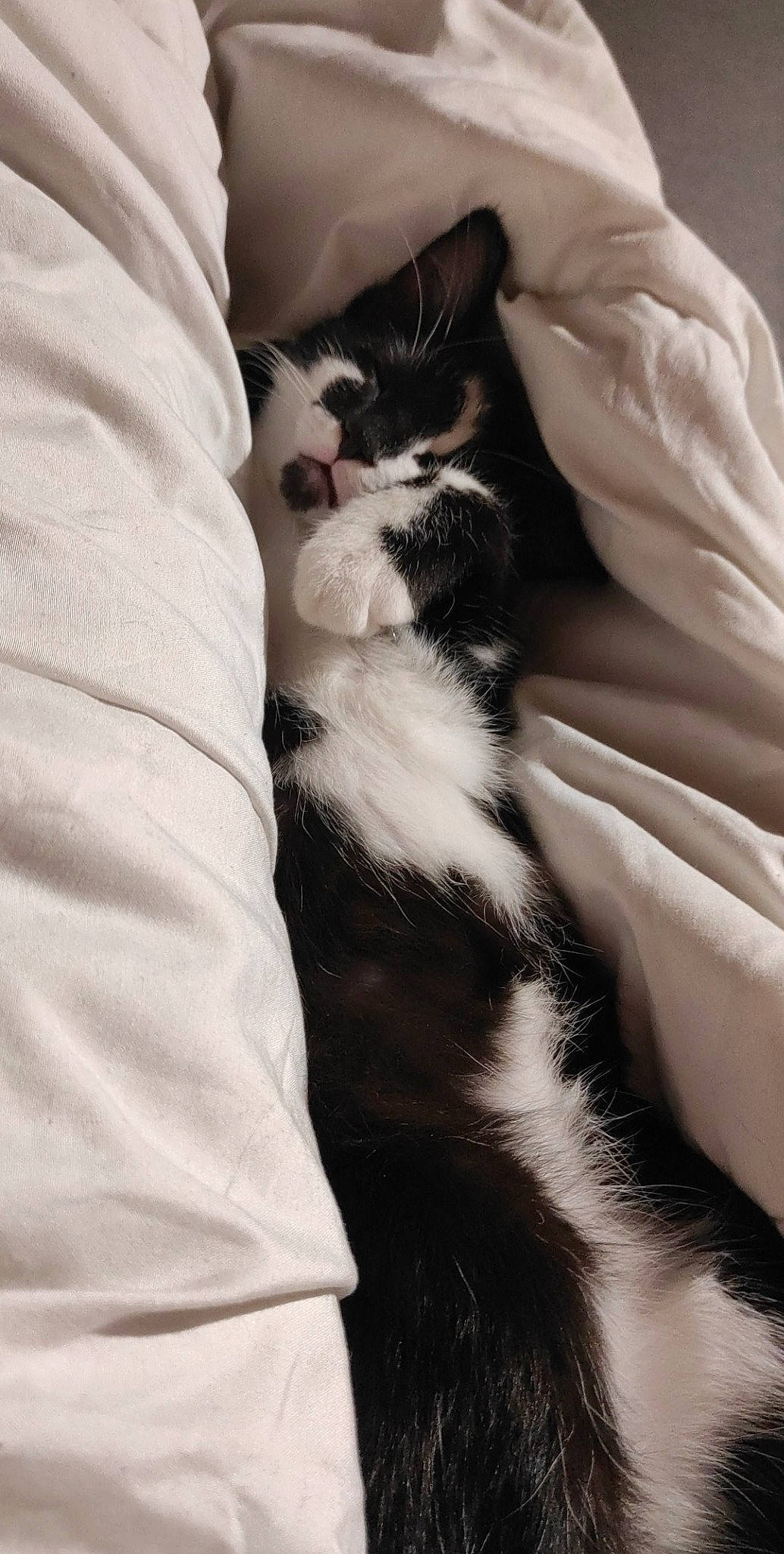 Scar participe au concours pour gagner de l'argent avec cette photo : american_wirehair, asian, black_and_white, carnivore, cat, domestic_long_haired_cat, domestic_short_haired_cat, ear, felidae, fur, kitten, leg, norwegian_forest_cat, paw, polydactyl_cat, small_to_medium_sized_cats, tail, whiskers