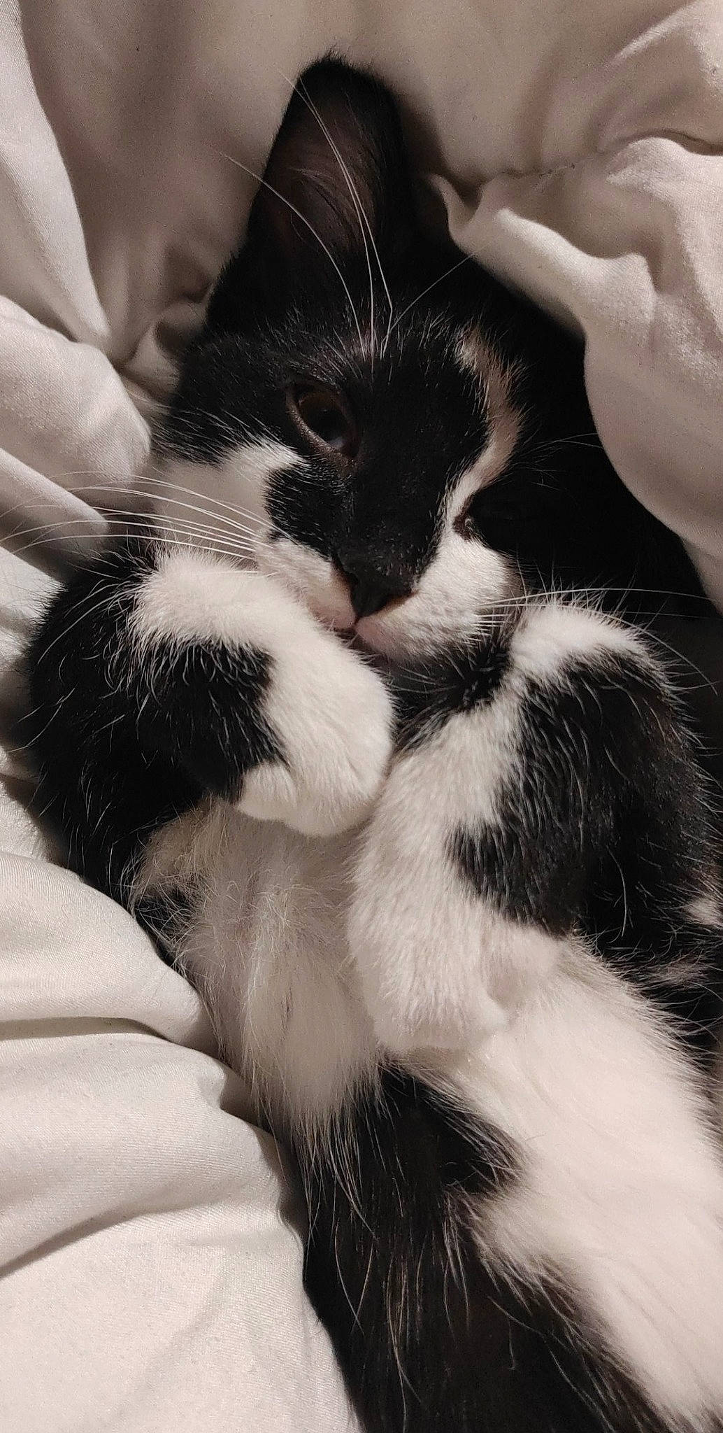 Scar participe au concours pour gagner de l'argent avec cette photo : black_and_white, carnivore, cat, claw, ear, felidae, fur, hand, kitten, paw, polydactyl_cat, small_to_medium_sized_cats, snout, tail, whiskers