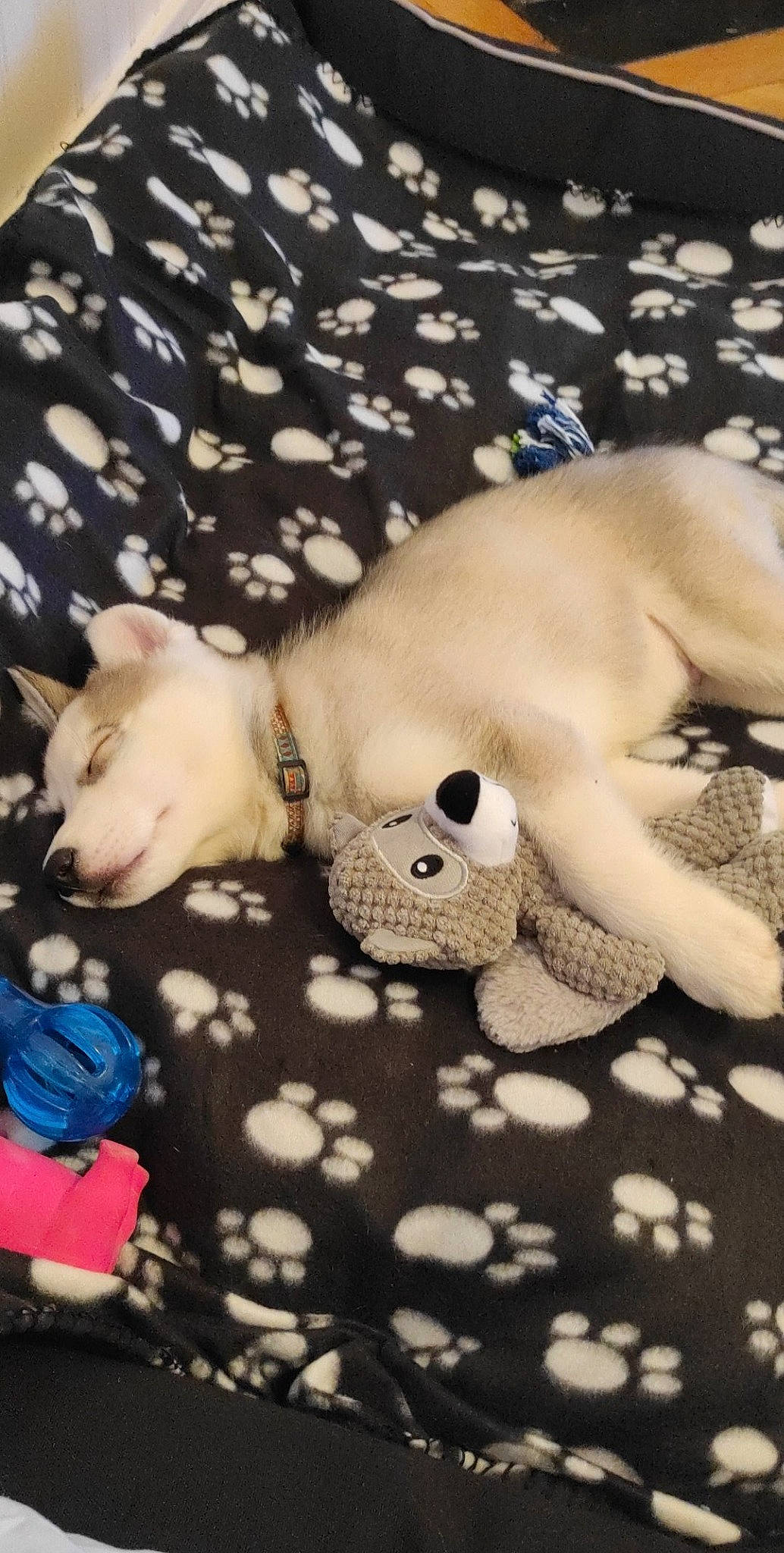 Heïko a rejoint le concours — aidez-le/la à gagner de superbes lots ! baby_toys, carmine, carnivore, companion_dog, dog, dog_breed, fawn, fur, linens, pattern, paw, plush, stuffed_toy, tail, teddy_bear, terrestrial_animal, toy, whiskers, white, working_animal