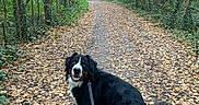 Scott a rejoint le concours — aidez-le/la à gagner de superbes lots ! dog, leash, path, forest, trees, leaves, nature, outdoor, walking, trail, greenery, animal, canine, pet, autumn, happy, looking_back, social_media, screenshot, screen