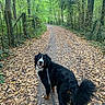 dog, leash, path, forest, trees, leaves, nature, outdoor, walking, trail, greenery, animal, canine, pet, autumn, happy, looking_back, social_media, screenshot, screen