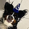Scott a rejoint le concours — aidez-le/la à gagner de superbes lots ! dog, black_fur, white_fur, brown_fur, wizard_hat, hat, floor, tile_floor, pet, animal, close_up, portrait, lying_down, whiskers, nose, ears, fur, cute, domestic_animal, indoors