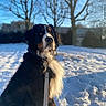 Scott participe au concours pour gagner de l'argent avec cette photo : dog, bernese_mountain_dog, snow, outdoor, winter, tree, blue_sky, pet, canine, animal, nature, sunlight, leash, fur, portrait, cold, daytime, park, quiet, landscape