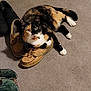 cat, calico, shoe, carpet, pet, animal, indoor, fur, whiskers, paw, relaxed, domestic, mammal, collar, orange, black, white, laying, floor, footwear