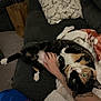 Emma is registered to the contest to win money with this photo: calico_cat, cat, pet, couch, blanket, hand, tattoo, green_eyes, indoor, cozy, relaxed, animal, feline, pillows, carpet, brown_paper_bag, fabric, resting, domestic, living_room