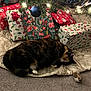 Emma joined the competition — help win amazing prizes! cat, sleeping, christmas_tree, christmas_lights, presents, gift_wrapping, tree_skirt, carpet, toy_mouse, holiday, decorations, indoor, festive, cozy, pet, fur, relaxed, animal, holiday_season, home