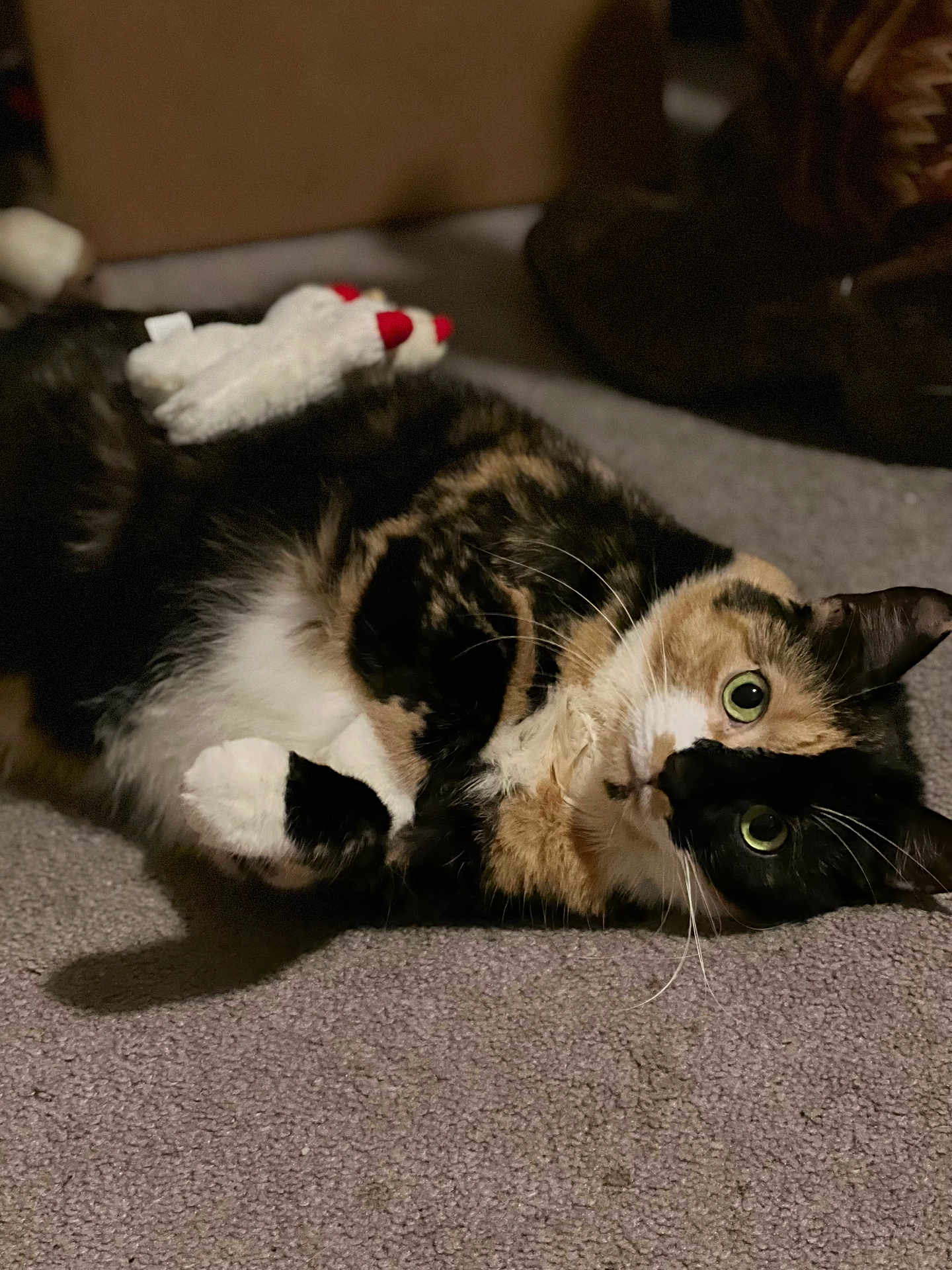 Emma is registered to the contest to win money with this photo: cat, calico_cat, pet, animal, indoor, carpet, plush_toy, white, black, orange, fur, whiskers, green_eyes, cute, lying_down, curious, playful, soft_toy, relaxed, domestic_cat