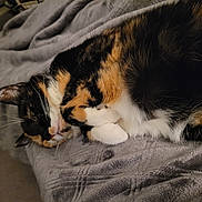 Emma is registered to the contest to win money with this photo: cat, calico, pet, feline, indoor, blanket, soft, cozy, resting, fur, whiskers, animal, cute, sleepy, relaxing, comfort, domestic, mammal, warm, texture