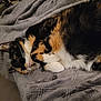 cat, calico, pet, feline, indoor, blanket, soft, cozy, resting, fur, whiskers, animal, cute, sleepy, relaxing, comfort, domestic, mammal, warm, texture