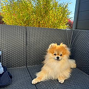 Maïlo participe au concours pour gagner de l'argent avec cette photo : dog, pomeranian, fluffy, outdoor, sofa, woven_furniture, sunlight, greenery, bamboo, pet, animal, blue_sky, relaxing, cushion, cute, small_dog, fur, daylight, garden, resting