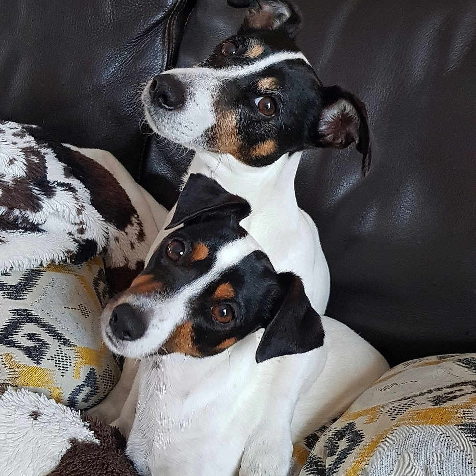 Holy Et Ghost a rejoint le concours — aidez-le/la à gagner de superbes lots ! animal, blanket, brown_white_black, companion, couch, cozy, cute, dog, domestic, ears, eyes, fur, head_tilt, indoor, nose, pet, pillow, resting, snuggling, two_dogs