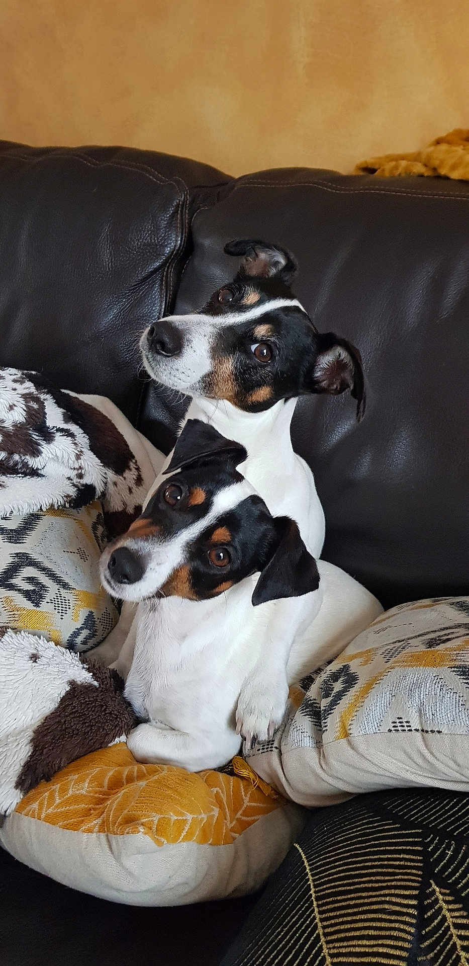 Holy Et Ghost a rejoint le concours — aidez-le/la à gagner de superbes lots ! dog, pet, couch, blanket, pillow, snuggling, fur, ears, eyes, nose, head_tilt, indoor, domestic, companion, animal, cute, resting, cozy, two_dogs, brown_white_black