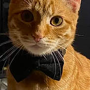Garfield participe au concours pour gagner de l'argent avec cette photo : cat, ginger_cat, bow_tie, pet, animal, feline, portrait, indoor, curious, whiskers, ears, fur, cute, domestic_animal, looking_at_camera, close_up, face, orange, black_bow_tie, sitting