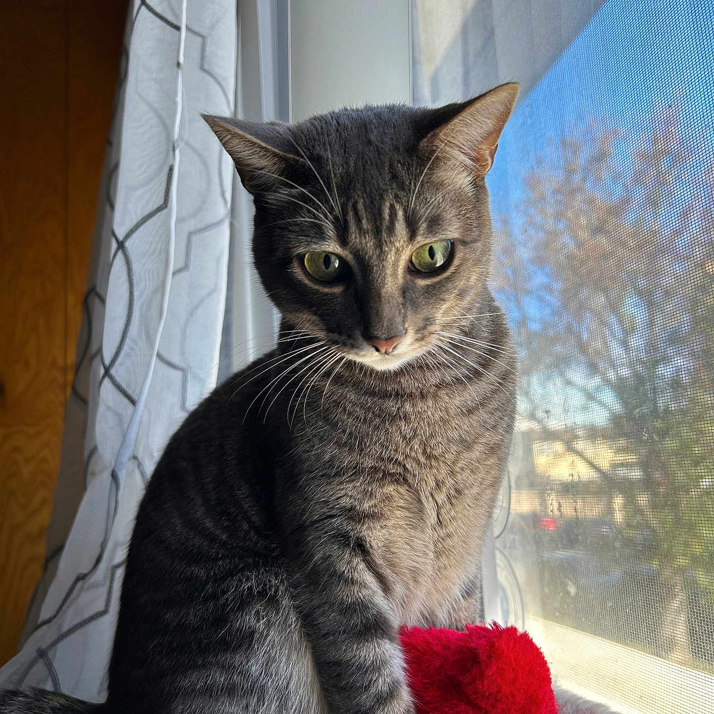 Shadow is registered to the contest to win money with this photo: abyssinian, animal, blanket, cat, chair, couch, curtain, cushion, egyptiancat, furniture, homedecor, kitten, linen, manx, pet, plush, toy, velvet, window, windowshade