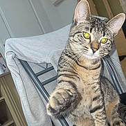 Panka a rejoint le concours — aidez-le/la à gagner de superbes lots ! cat, tabby_cat, indoor, chair, paw, grey_sweatshirt, furniture, curious, pet, animal, domestic_cat, striped, close_up, floor, door, sitting, whiskers, eyes, flash_glare, home