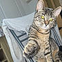 cat, tabby_cat, indoor, chair, paw, grey_sweatshirt, furniture, curious, pet, animal, domestic_cat, striped, close_up, floor, door, sitting, whiskers, eyes, flash_glare, home