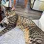 cat, tabby_cat, feline, pet, indoor, living_room, sofa, coffee_table, floor, wooden_floor, furniture, relaxed, resting, striped, whiskers, ears, animal, domestic_animal, calm, household