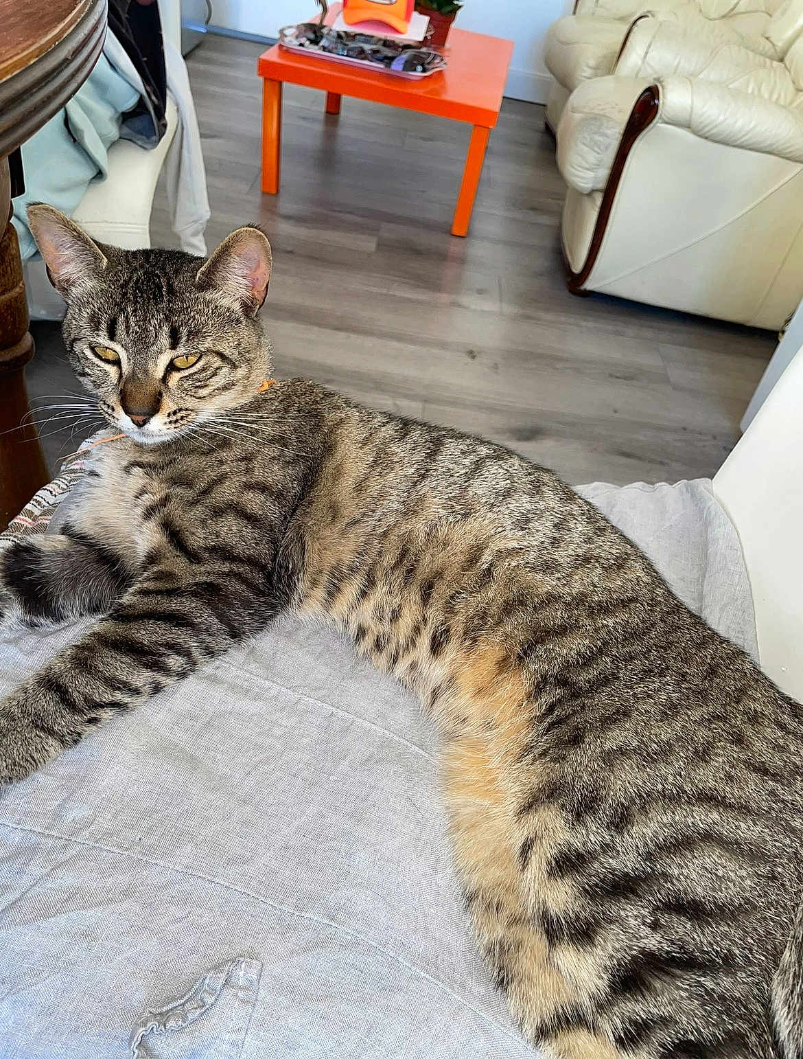 Panka