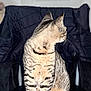 cat, tabby, chair, indoor, feline, striped, pet, domestic_animal, sitting, fur, whiskers, tail, black, gray, door, jacket, furniture, floor, looking_away, animal