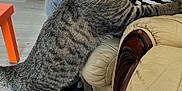 Panka participe au concours pour gagner de l'argent avec cette photo : tabby_cat, cat, furniture, leather_chair, person, shoe, floor, wooden_floor, indoor, pet, animal, curious, striped_fur, ears, hind_legs, leaning, sneakers, casual_clothing, home, living_room