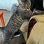 tabby_cat, cat, furniture, leather_chair, person, shoe, floor, wooden_floor, indoor, pet, animal, curious, striped_fur, ears, hind_legs, leaning, sneakers, casual_clothing, home, living_room