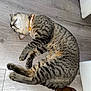 cat, tabby_cat, sleeping, orange_collar, wooden_floor, indoor, furniture_leg, pet, animal, cozy, relaxation, whiskers, fur, paw, resting, cute, domestic_cat, striped, mammal, companion