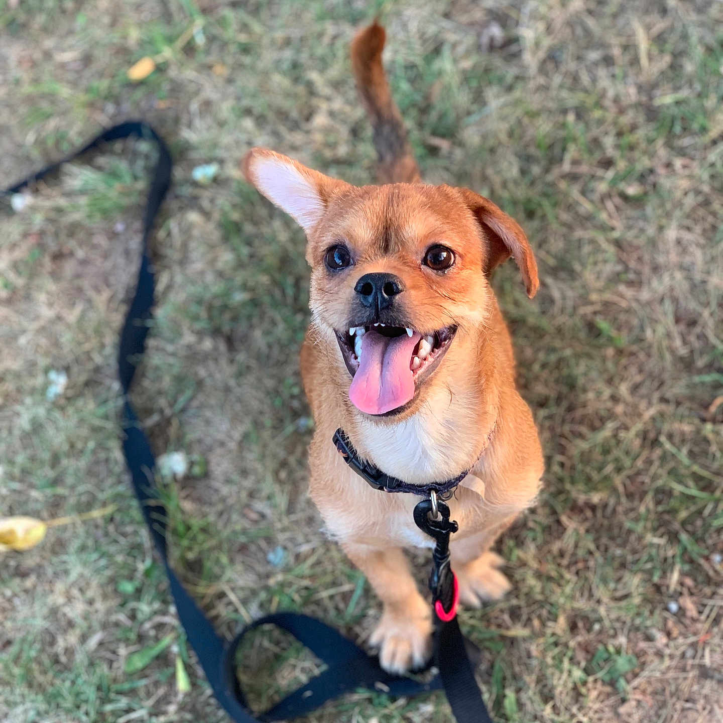 Bubba is registered to the contest to win money with this photo: accessories, animal, belt, bodypart, canine, dog, face, grass, harness, hound, jewelry, leash, mouth, necklace, person, pet, plant, puppy, strap, vegetation