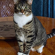 Teddy joined the competition — help win amazing prizes! cat, tabby, indoor, table, wooden_table, chair, curtains, green_eyes, white_paws, pet, feline, striped, sitting, looking, household, cozy, domestic, fur, whiskers, motivational_sign