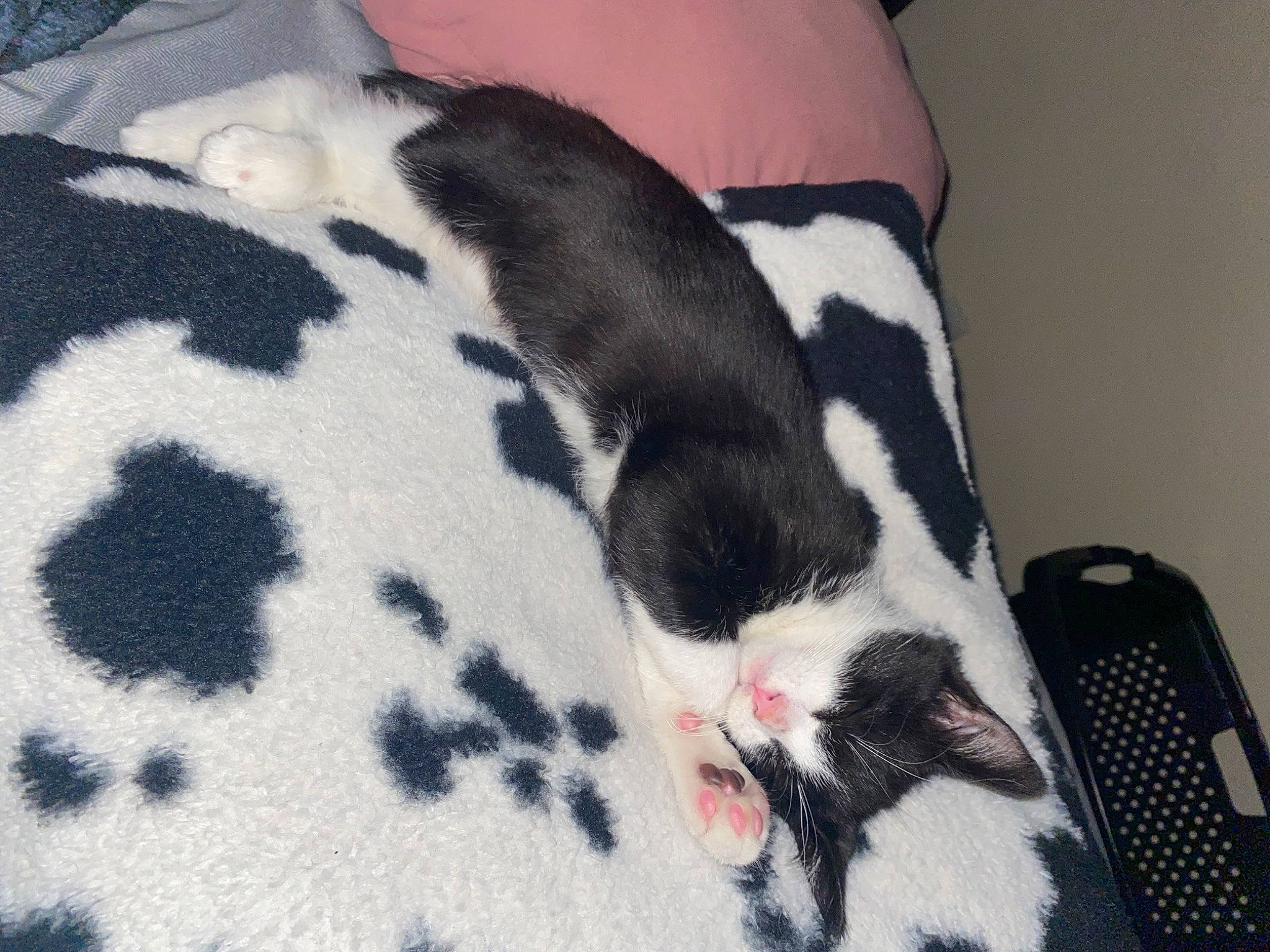 Chowder is registered to the contest to win money with this photo: carmine, carnivore, cat, comfort, companion_dog, dog, dog_breed, felidae, foot, fur, human_leg, linens, pattern, snout, sporting_group, tail, telephone, terrestrial_animal, vertebrate, whiskers